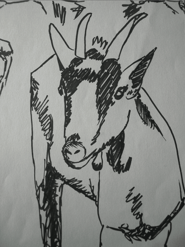 chèvre 1